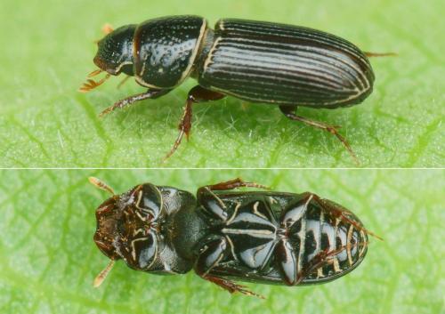 Pleurophorus caesus
